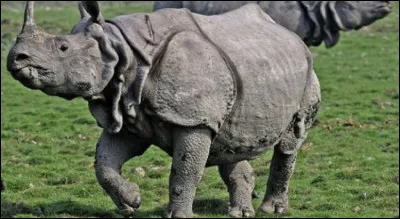 Quel est le poids du rhinoc&eacute;ros indien ?