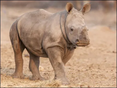 Avec quel animal l'a-t-on confondu ?