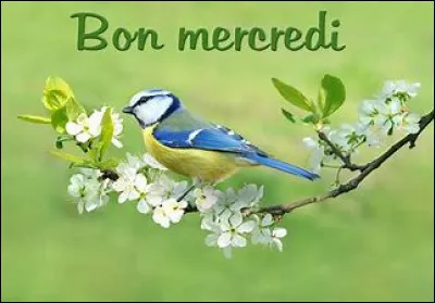 Comment se dit "mercredi" en espagnol ?