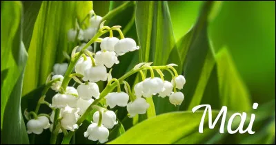 Comment se dit "mai" ?