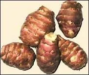 Comment dit-on 'topinambour' en anglais ?