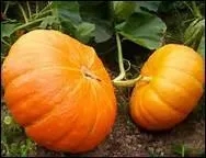 Comment dit-on 'citrouille' en anglais ?