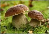 Comment dit-on 'champignon' en anglais ?