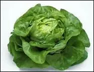 Comment dit-on 'laitue' en anglais ?