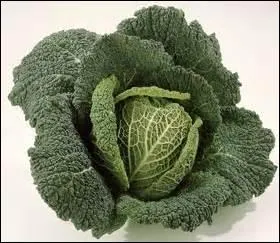 Comment dit-on 'chou' en anglais ?