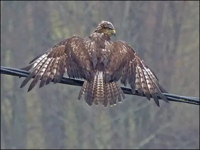À quelle arme se rapporte l'adjectif butière ?
