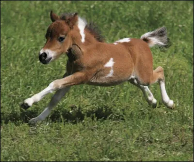 Dans quelle discipline est-il très apprécié ?