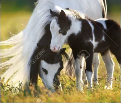 Lequel est un shetland ?