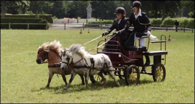 Combien y a-t-il déleveurs de shetlands en France ?