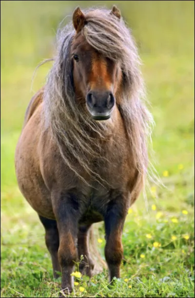 Les shetlands miniatures sont