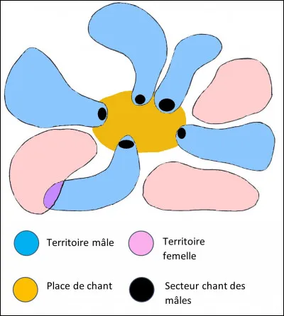Comment définit-on l'organisation spatiale d'un territoire de Grand tétras ?