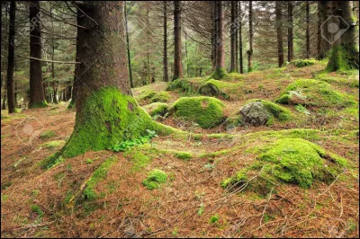 En France, la mousse qui pousse au pied des arbres indique généralement quelle direction ?