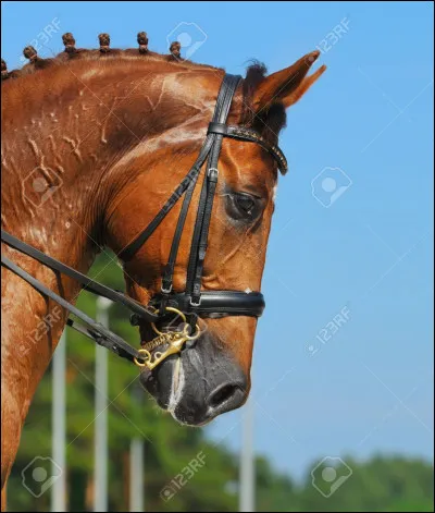 Par où les chevaux respirent-ils ?