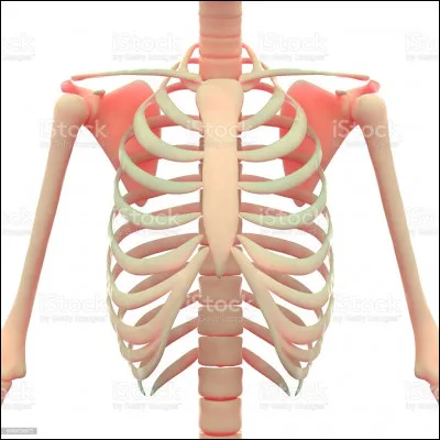 Que signifie l'expression "Avoir les côtes en long" ?