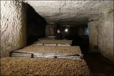 Comment s'appelle le lieu de culture sombre et humide où l'on cultive les champignons de Paris ?