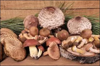 Les champignons sont des légumes.