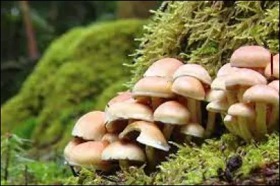 Comment appelle-t-on l'étude des champignons ?