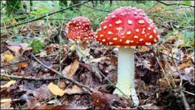 Comment dit-on le mot "champignon" en anglais ?