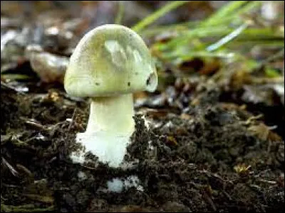 Lequel de ces champignons n'est pas comestible ?