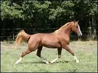 Quels animaux sont considrs comme des lointains cousins des chevaux ?