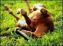 A combien remontent les plus anciennes traces d'utilisation du cheval par l'homme ?