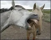 A quand remonte le plus ancien trait d'quitation connu ?