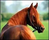 O se trait fut-il rdig ?