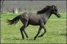 Au dpart, le cheval tait un symbole ...