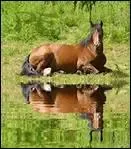 A partir de quand l'emploi non militaire du cheval se gnralise ?