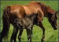 Qui a ensuite introduit les triers en Europe ?