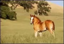 Qu'tait le Pony Express ?