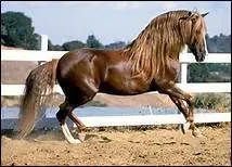 Comment un talon arrive-t-il  avoir plus de 100 poulains par an ?