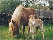 Les chevaux de selle sont-ils  sang chaud ou  sang froid ?
