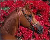 Qu'en est-il des chevaux de trait ?