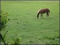 Pourquoi, dans les Andes, les chevaux ont-ils de vritables moustaches ?