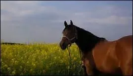 Quel pays dtient le record du nombre de races de chevaux de trait ?