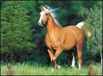 Quelle taille faisait l'anctre des chevaux ?