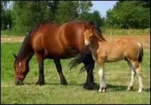 Combien de races de chevaux de trait ce pays compte-t-il ?