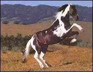 Avant d'avoir un seul doigt pour courir plus vite, combien de doigts avaient les chevaux ?