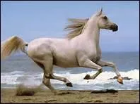 Vers quelle anne le dernier Tarpan a t abattu ?