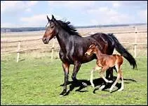 Qu'appelle-t-on un cheval marron ?