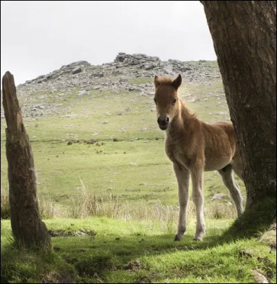 Lequel est un dartmoor ?