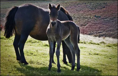 Cest un poney de taille