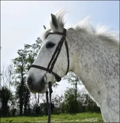 Au Royaume-Uni un dartmoor de bonne origine peut être vendu à