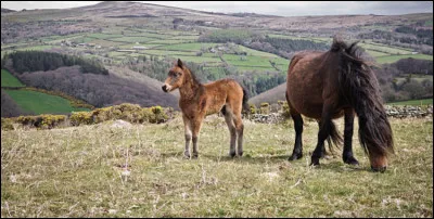 Dans les années 1950 il restait
