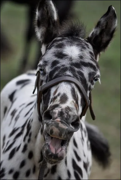 Lequel est un appaloosa ?
