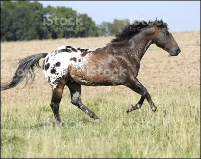En 2012 combien y avait 6il d’éleveurs d’appaloosas sur le territoire français ?