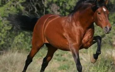 Quiz Galop 1
