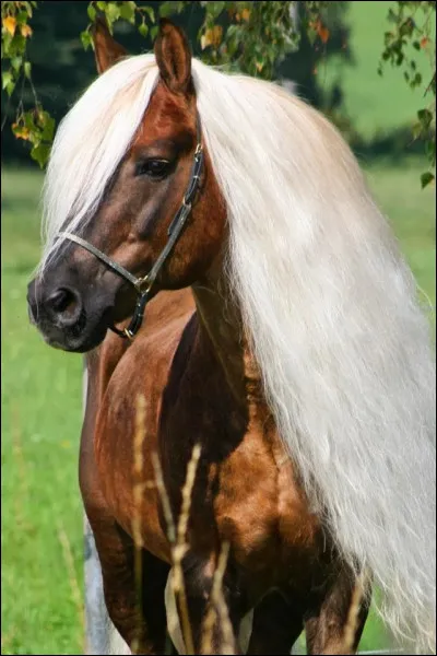 Comment appelle-t-on cette partie du cheval ?