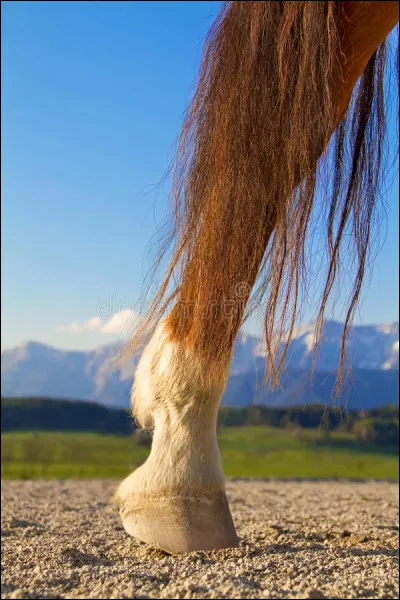 Comment appelle-t-on cette partie du cheval ?
